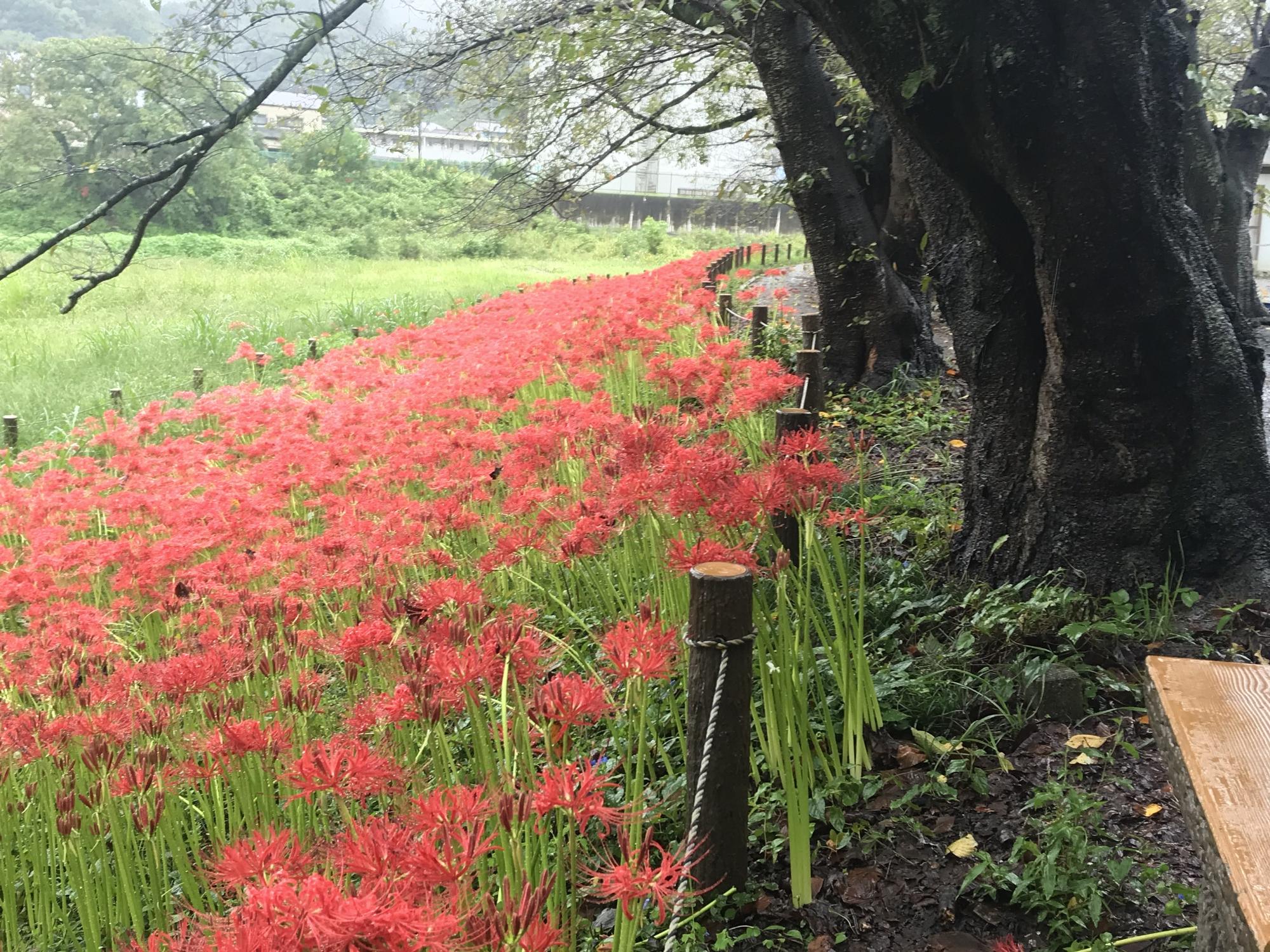 大きな木が立ち並ぶ斜面に群生した紅色の花を咲かせたマンジュシャゲの写真