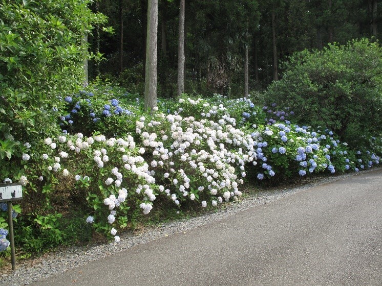 白色や青色のアジサイが道路わきに群がって咲いている写真