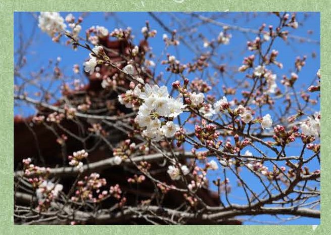 普光寺の桜