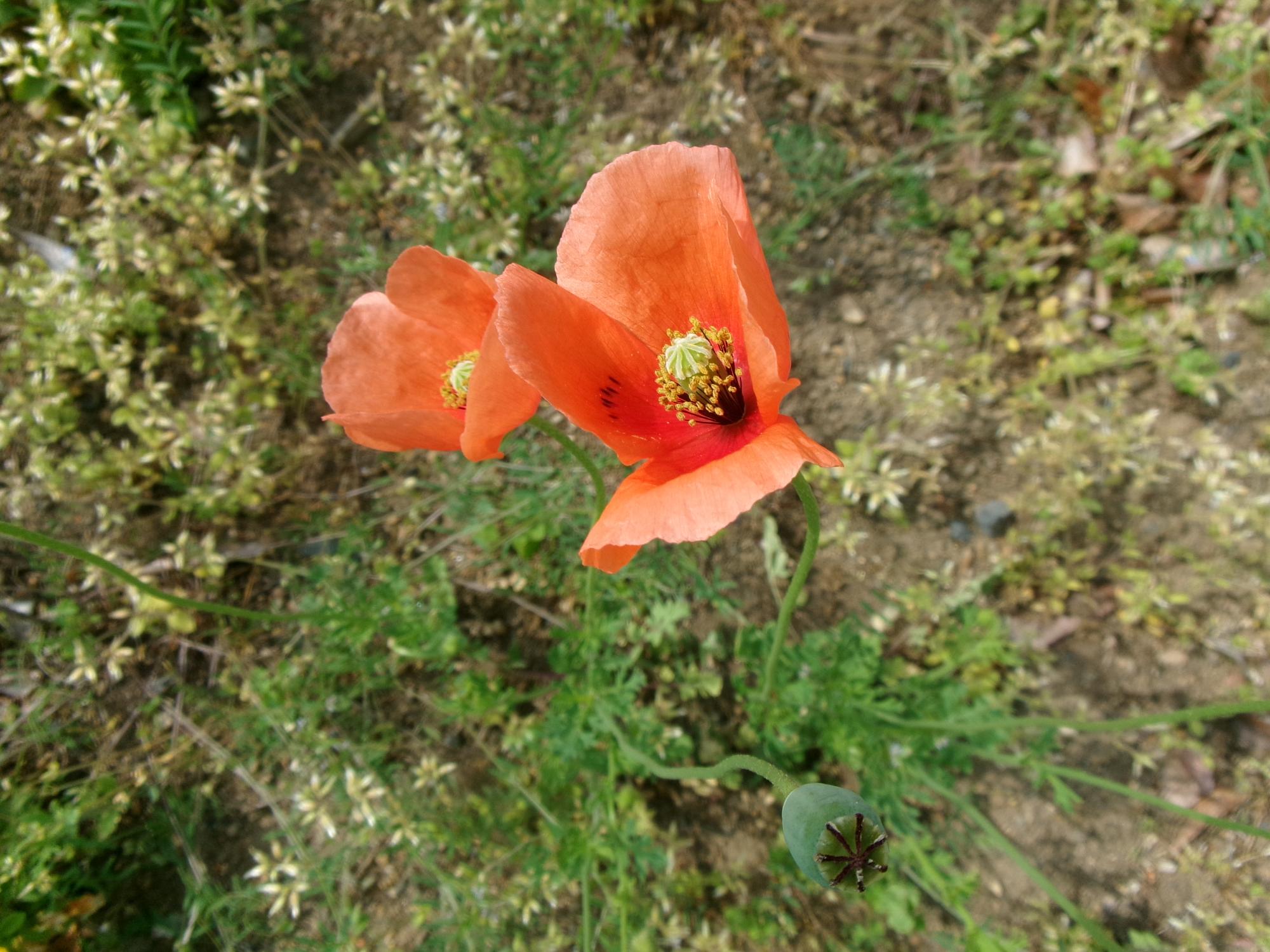 ナガミヒナゲシの花
