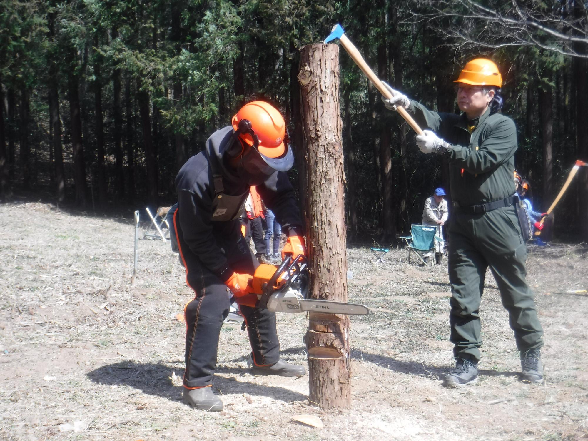 ヘルメットをかぶった受講者が背の高さに切られた細い木の肌にチェーンソーを当てている写真