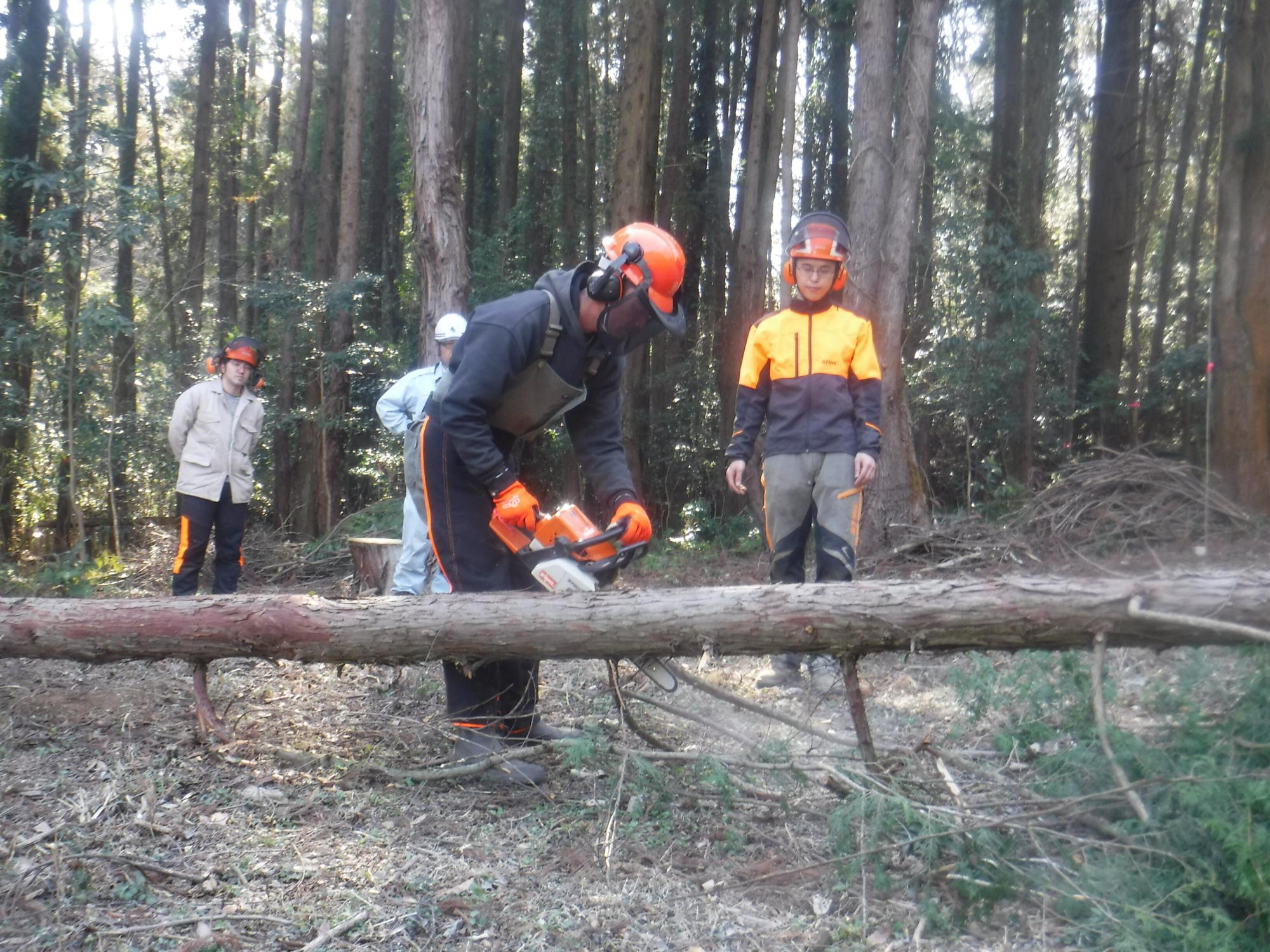 ヘルメットをかぶった受講者が地面に倒れた細長い木にチェーンソーを当てている写真