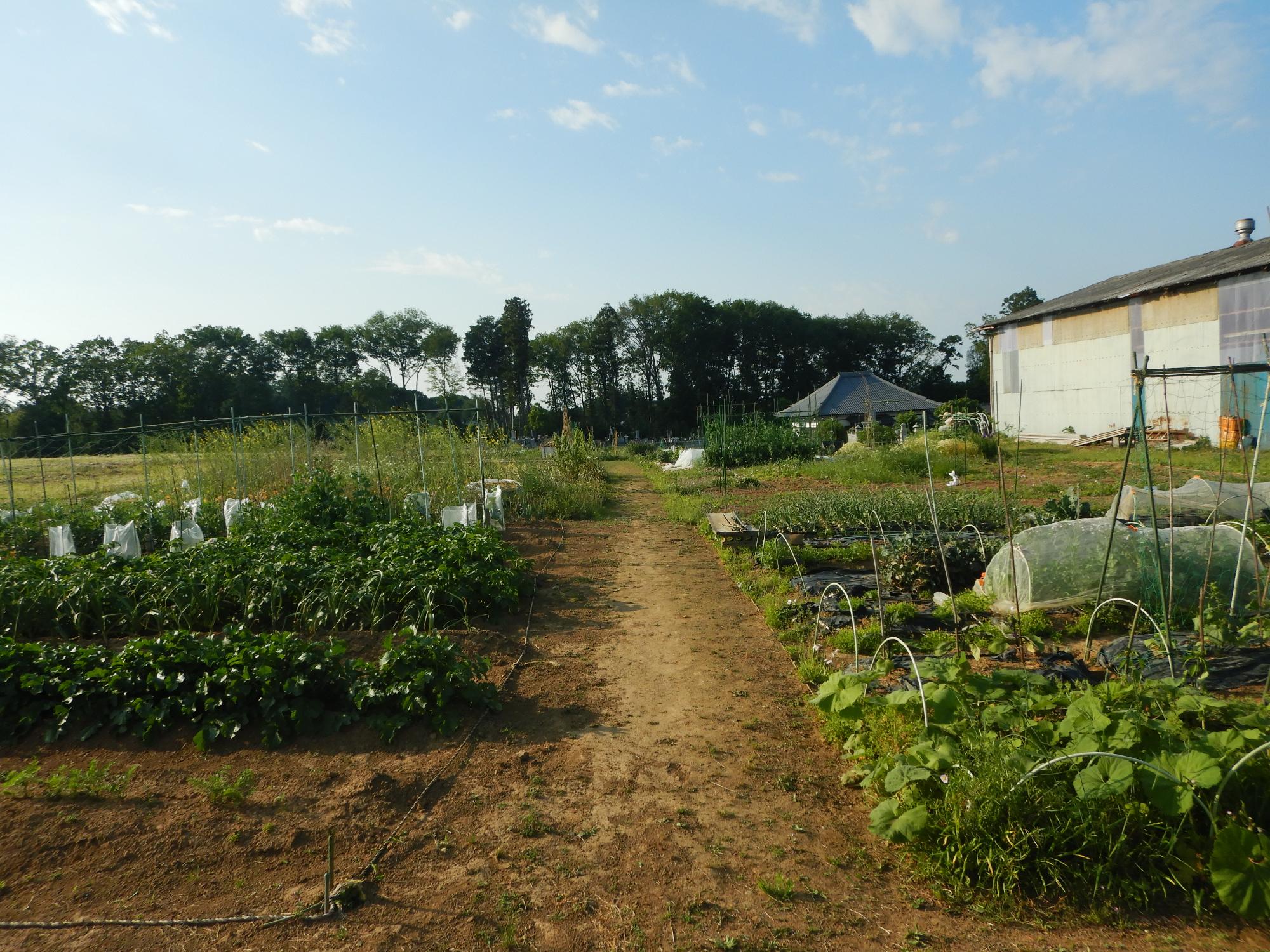 能増圃場利用状況