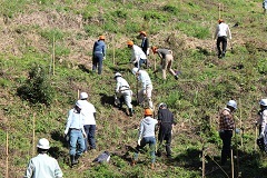 参加者の人たちが山の斜面に沿って各自で植樹をしている様子を写した写真
