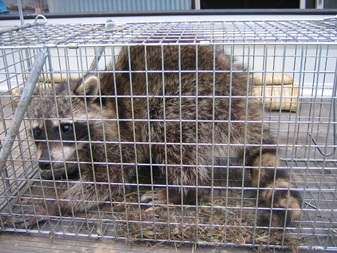 捕獲機にはいっているアライグマの写真