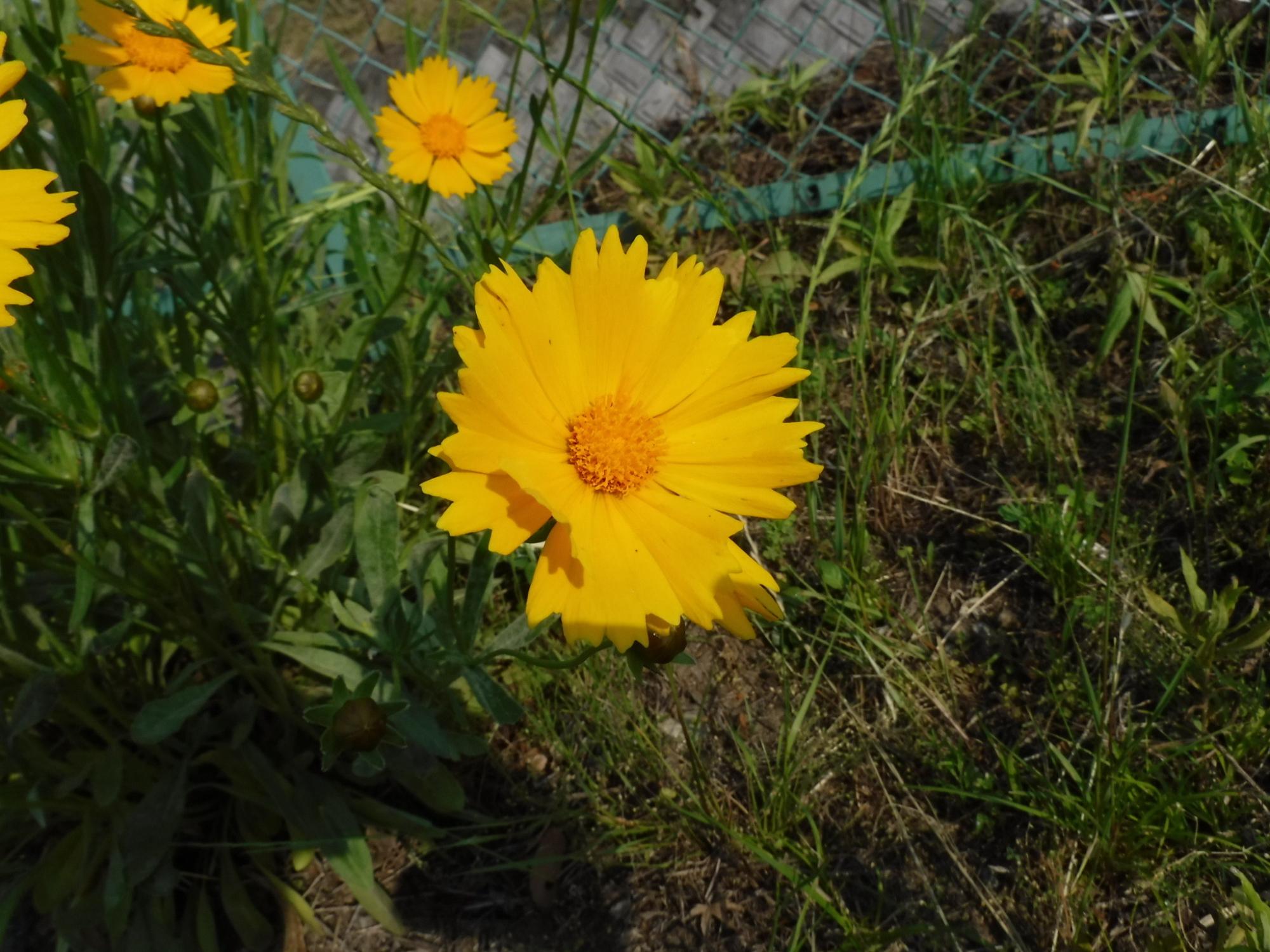 黄色のオオキンケイギクの花の形をアップで写した写真
