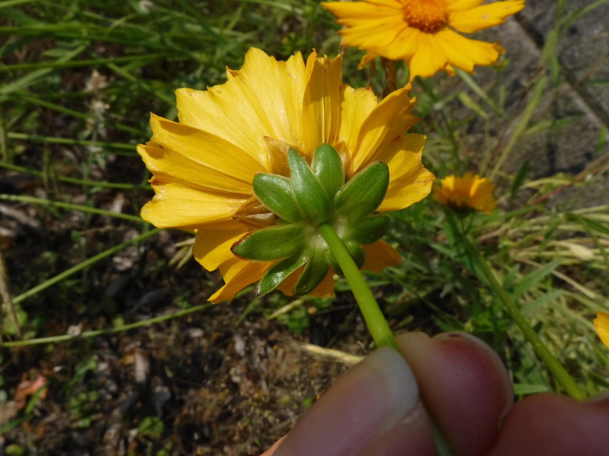 オオキンケイギクのガクの形が分かるように花の後ろの部分をアップで写した写真
