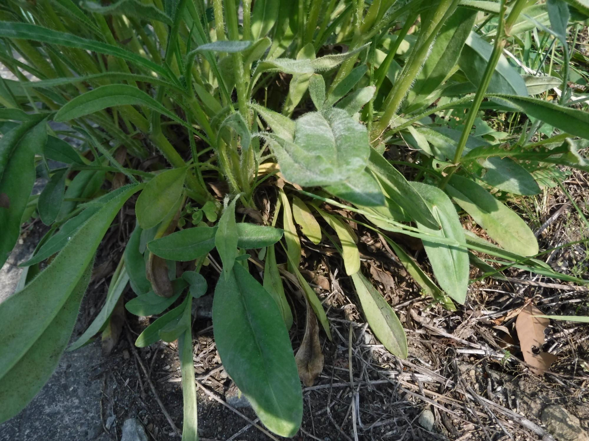 オオキンケイギクの葉の形が映るように根元を写した写真