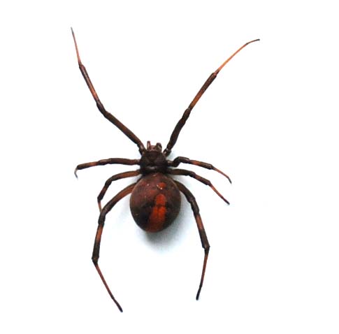 セアカゴケグモ（メス）