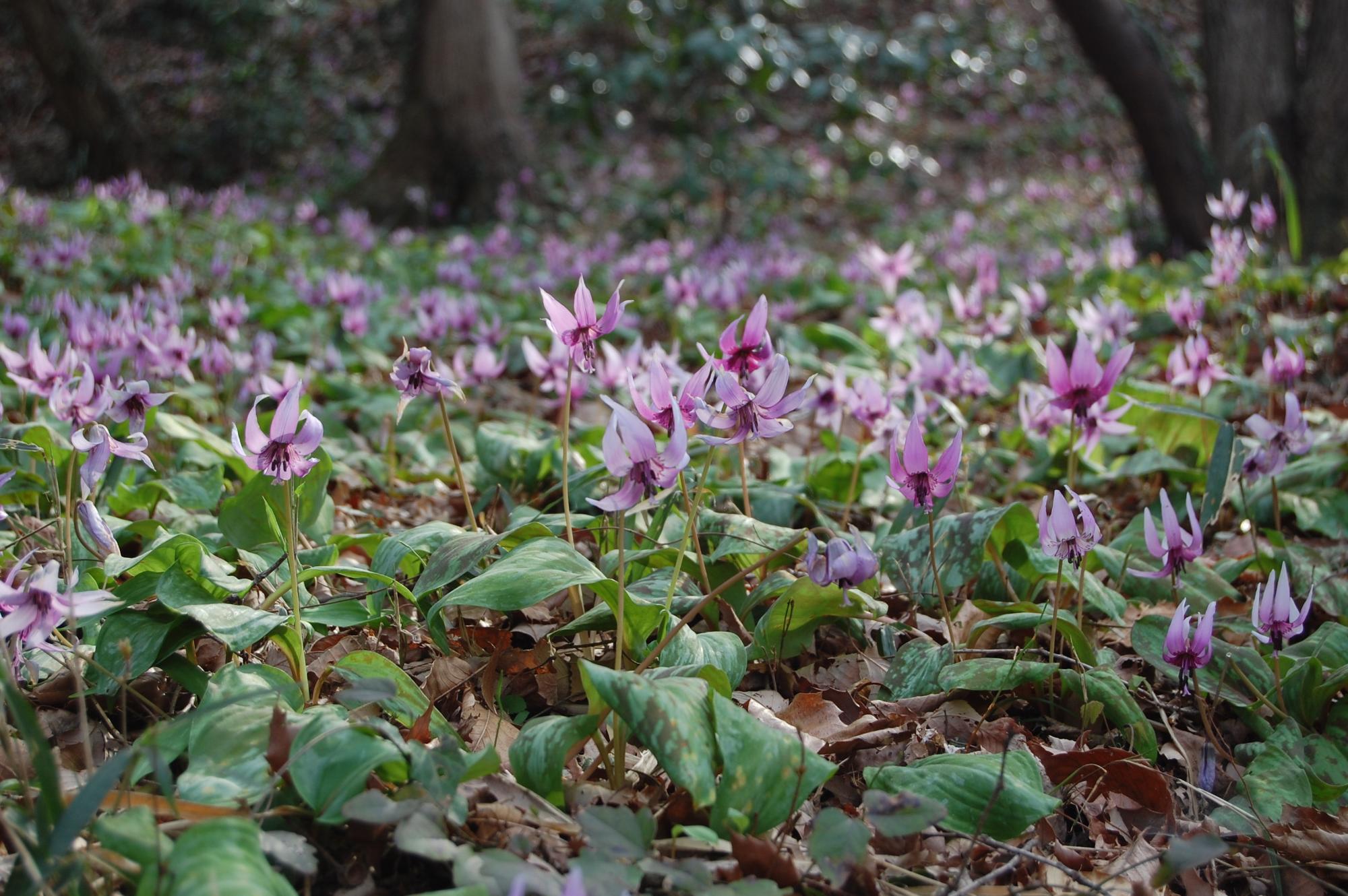 木が生えている近くに紅紫色の花が群生しているカタクリの写真