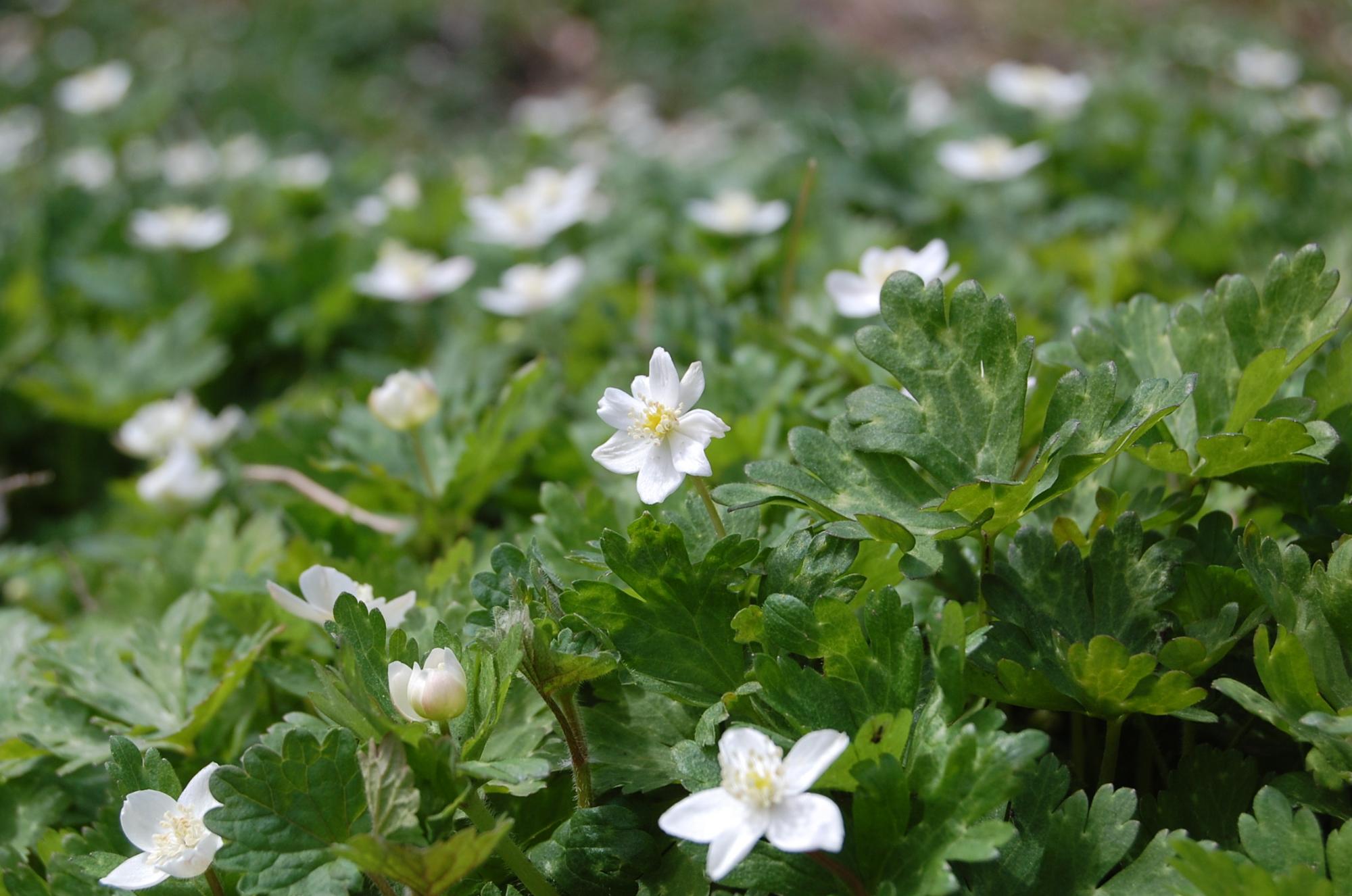 白色の花びらの小花が沢山咲いているニリンソウの写真