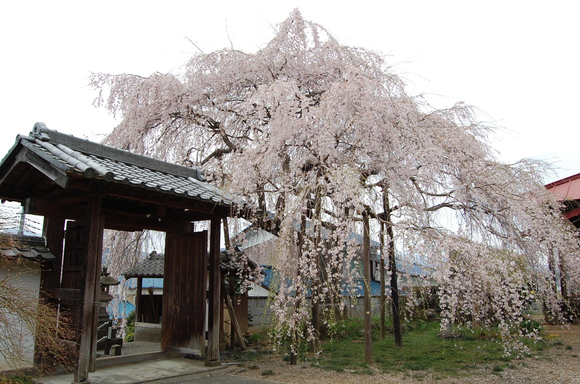 境内に入る門の傍に立ち、塀の外側にまで伸びた枝についたピンク色の花を咲かせたしだれ桜の写真