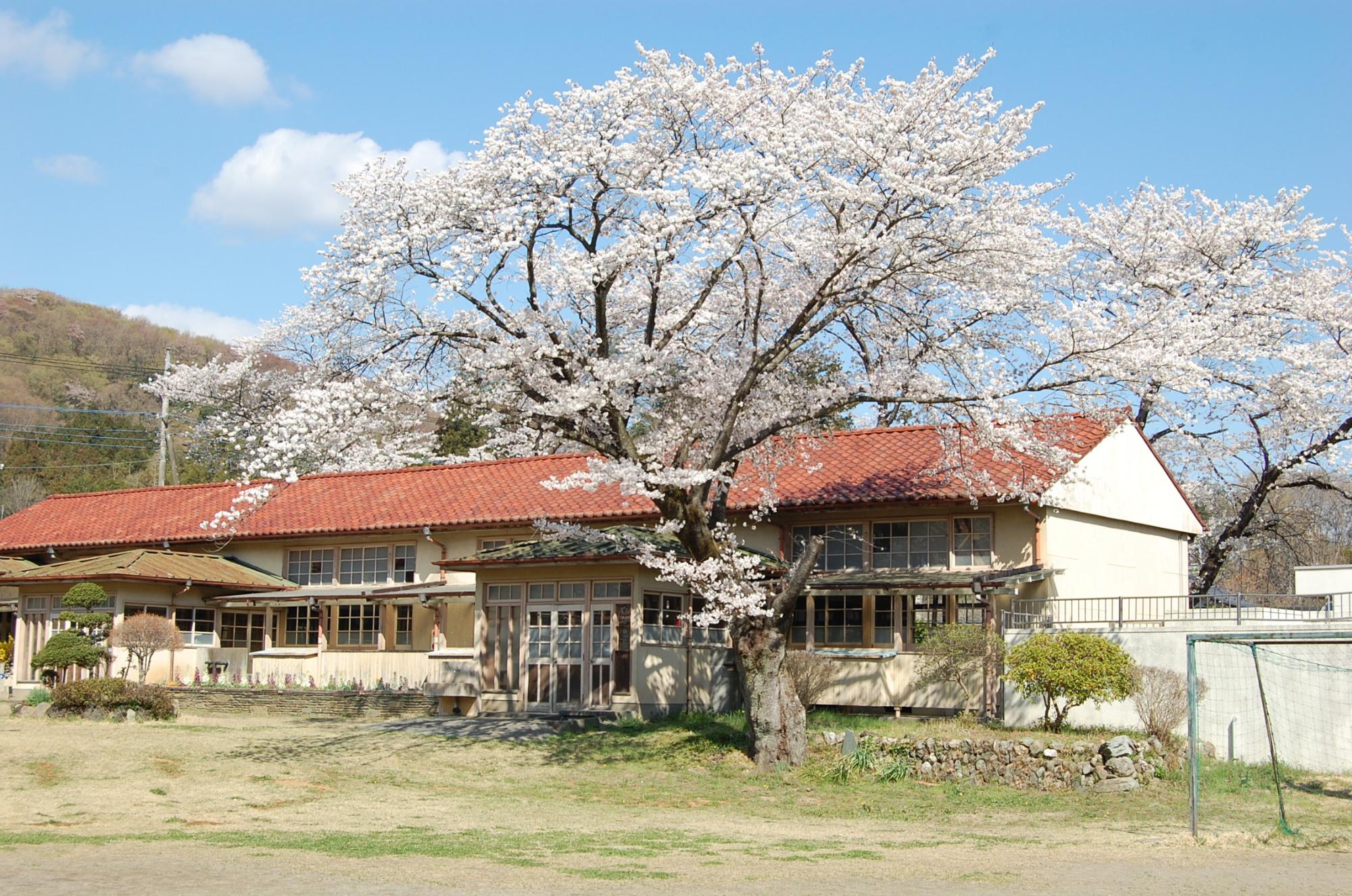 旧下里分校の校舎の入り口前に立つ大きな桜の木に満開の花が咲いている写真
