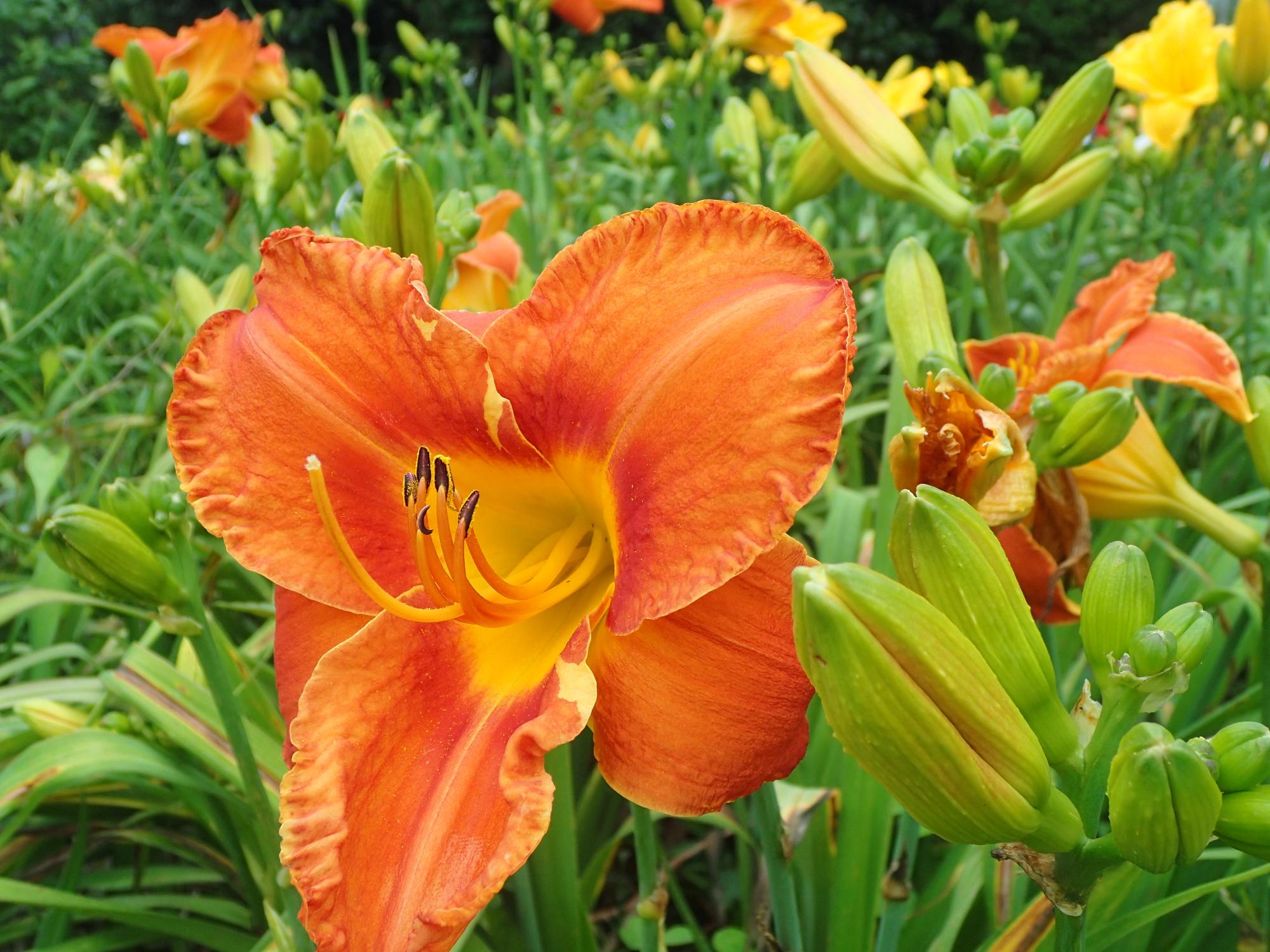 ユリの花に似たオレンジ色の花びらをつけたヘメロカリスの花をアップで撮影した写真