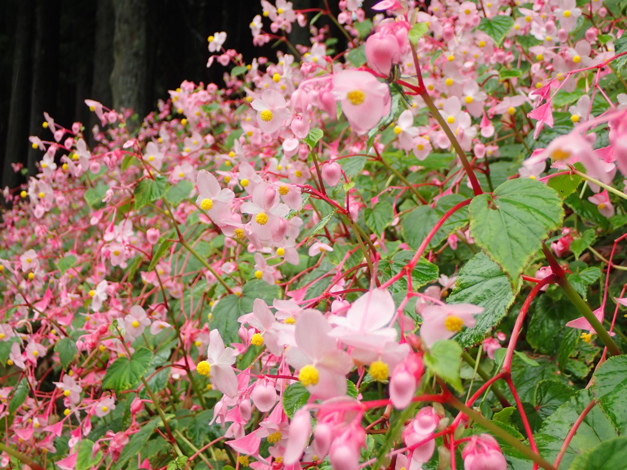 満開の淡紅色の花を咲かせたシュウカイドウの花の写真