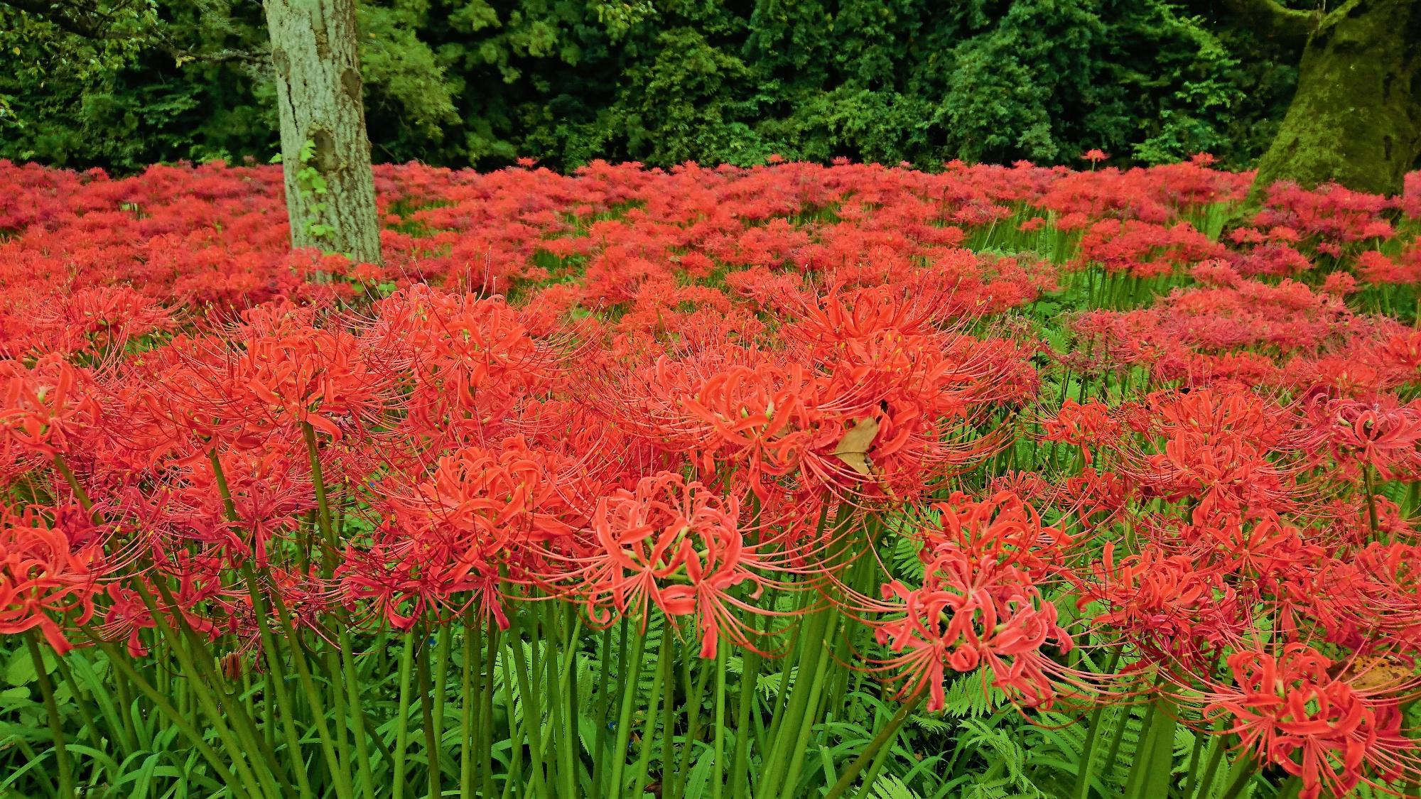 鮮やかな紅色の花が群生しているヒガンバナの花の写真