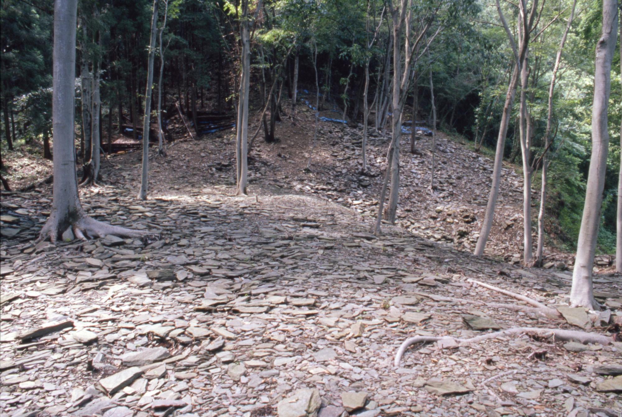 幹の細い木々がたくさん生えている地面一面に板石が検出されている調査風景の写真
