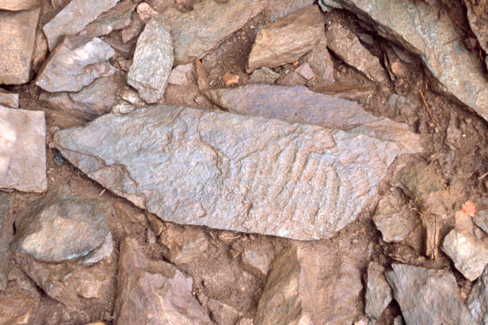 茶色の土の中から他の石よりもひときわ大きい楕円形の石が出土されている検出状況の写真