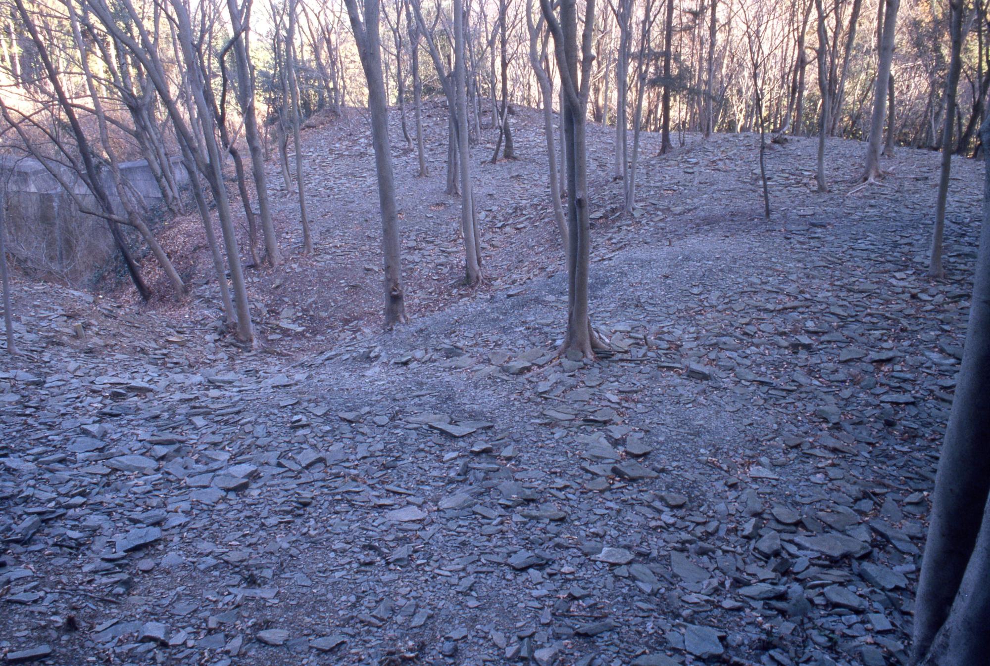 幹が細い木が生えている場所一面に形や大きさが様々な石が検出されているズリ平場の写真