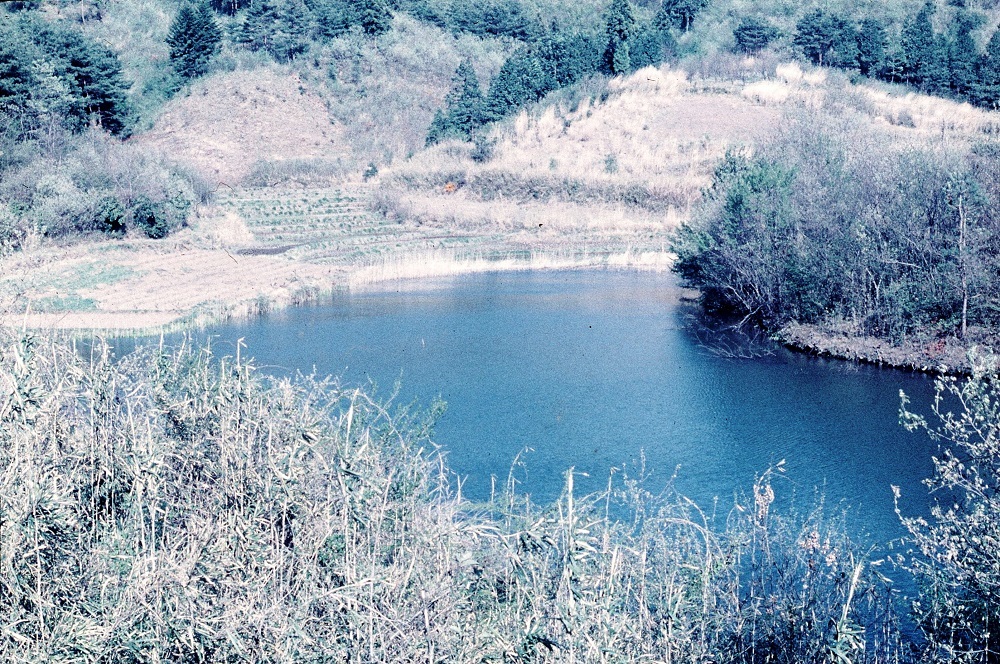 木々に囲まれた中台沼の写真