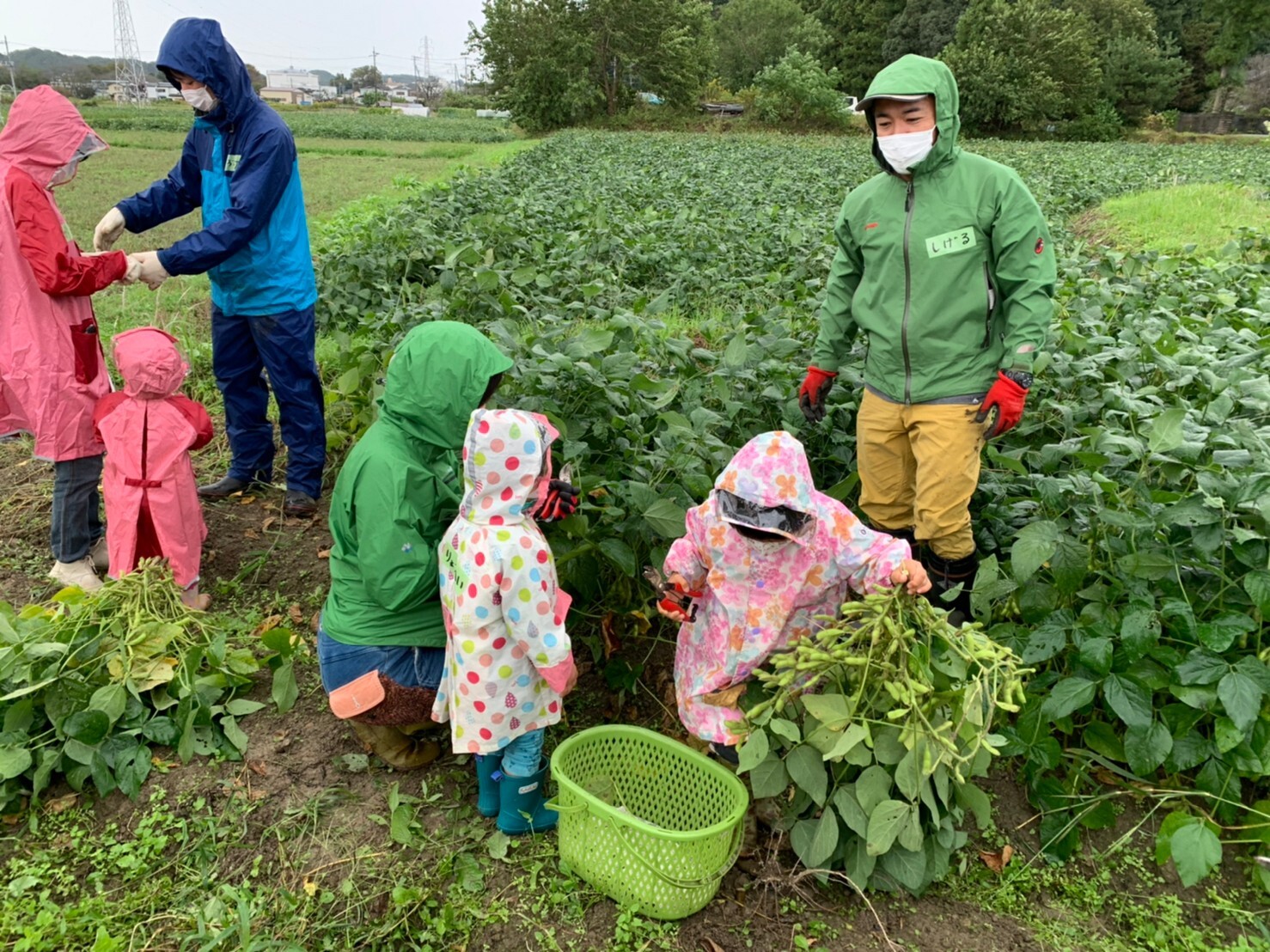 担当者から教わりながら女の子と参加した母親や、2名の女の子と両親とで参加した家族が枝豆の収穫を行っている様子の写真