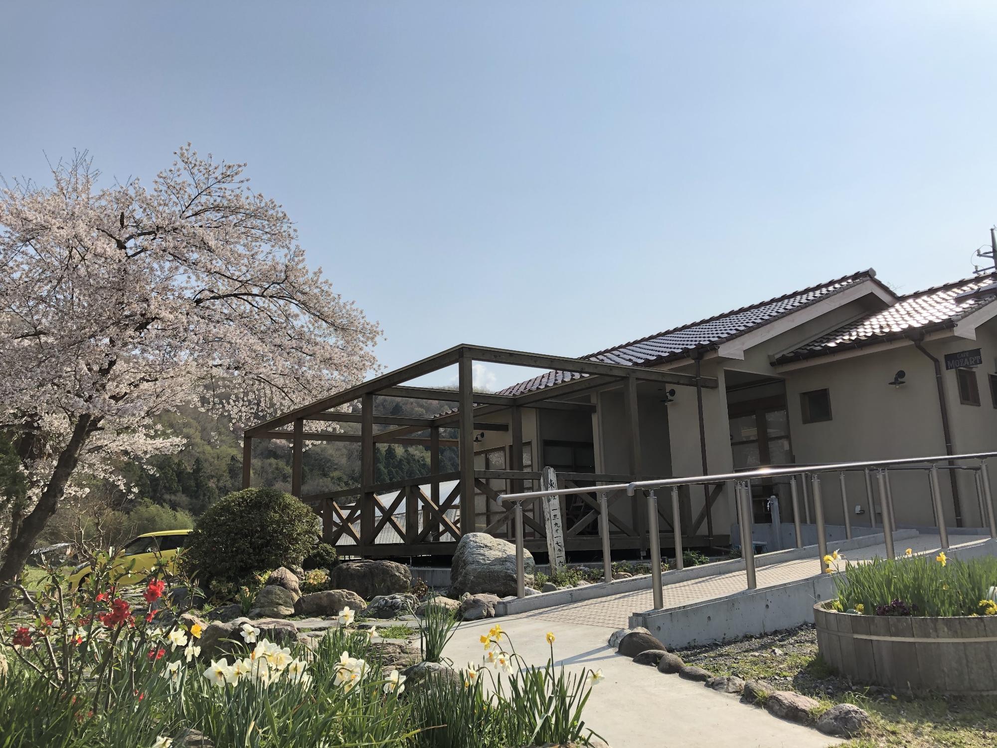 水仙や赤色の花や大きな桜の木に満開の花が咲いている庭にスロープが設置され、奥にウッドデッキが設置された整備後の用務員棟の建物外観の写真