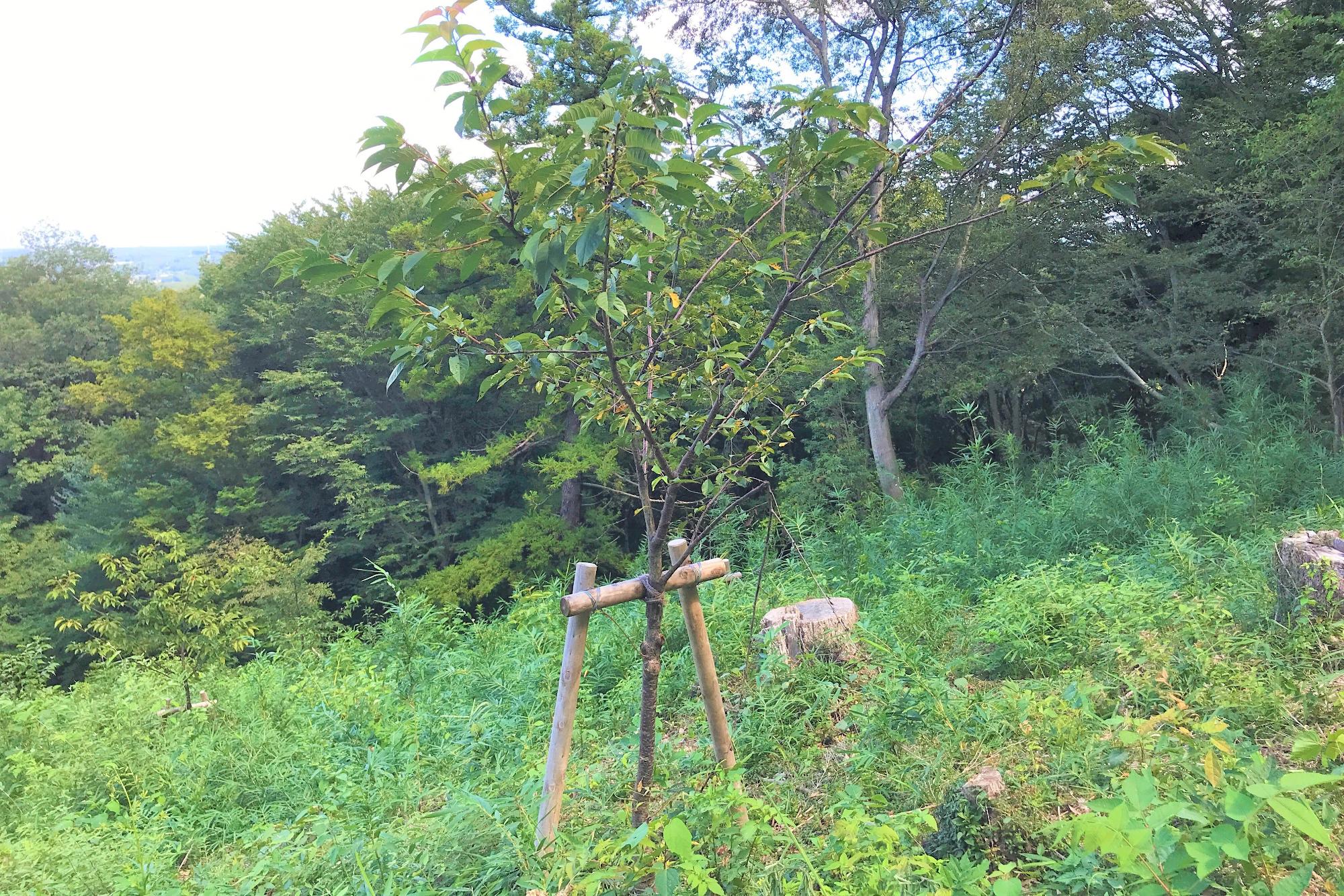 鬱蒼と茂った山林の中に植樹された一本の木の写真
