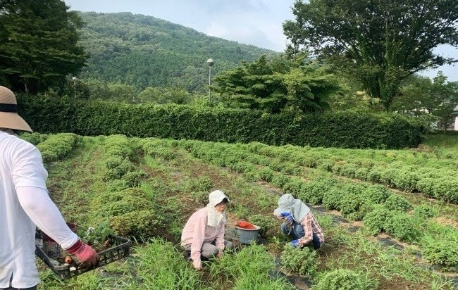 畑の中で2名の女性がぼさ菊の植栽を行っている様子の写真