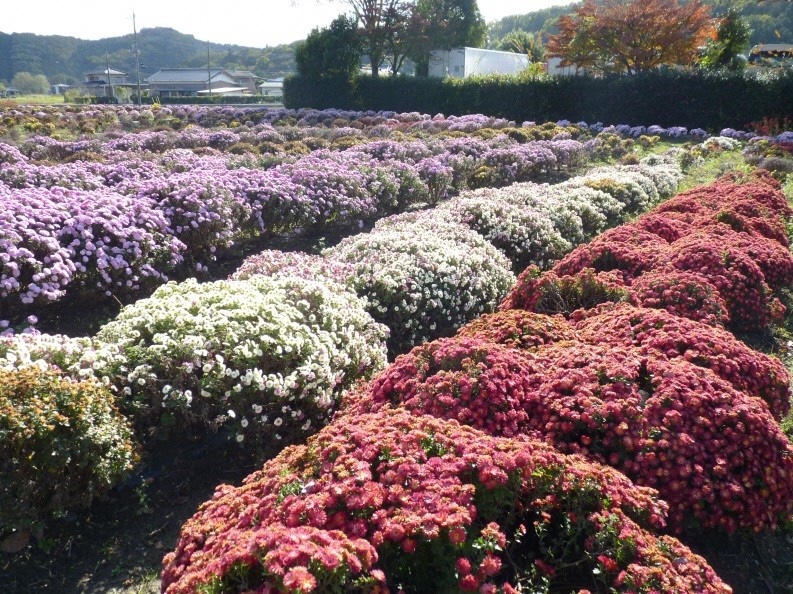 畑一に咲いた淡いピンクや白色、赤色のボサ菊の花の写真