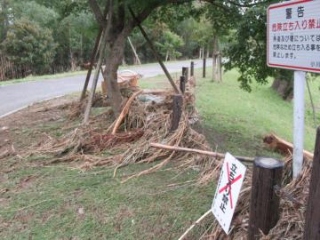 公園内の池と通路の境目に設置された柵や、周囲の木やベンチに大量の流木が絡みついている災害復旧工事前の写真