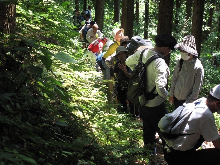 参加者たちが緑が茂る狭い登山道を登っている写真