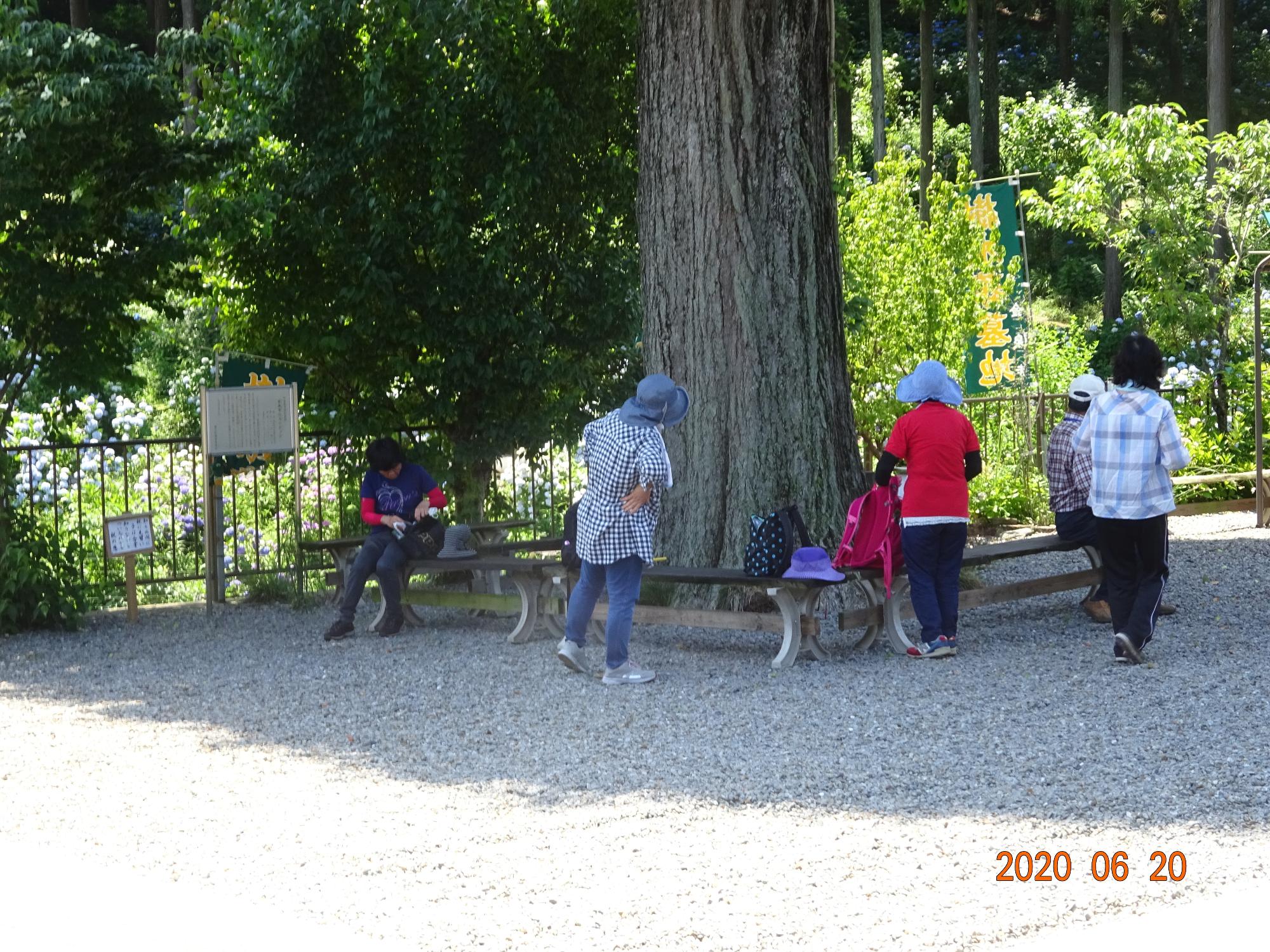 金泉寺の大きな木の幹の下、日陰で休憩している参加者の後姿を撮影した写真