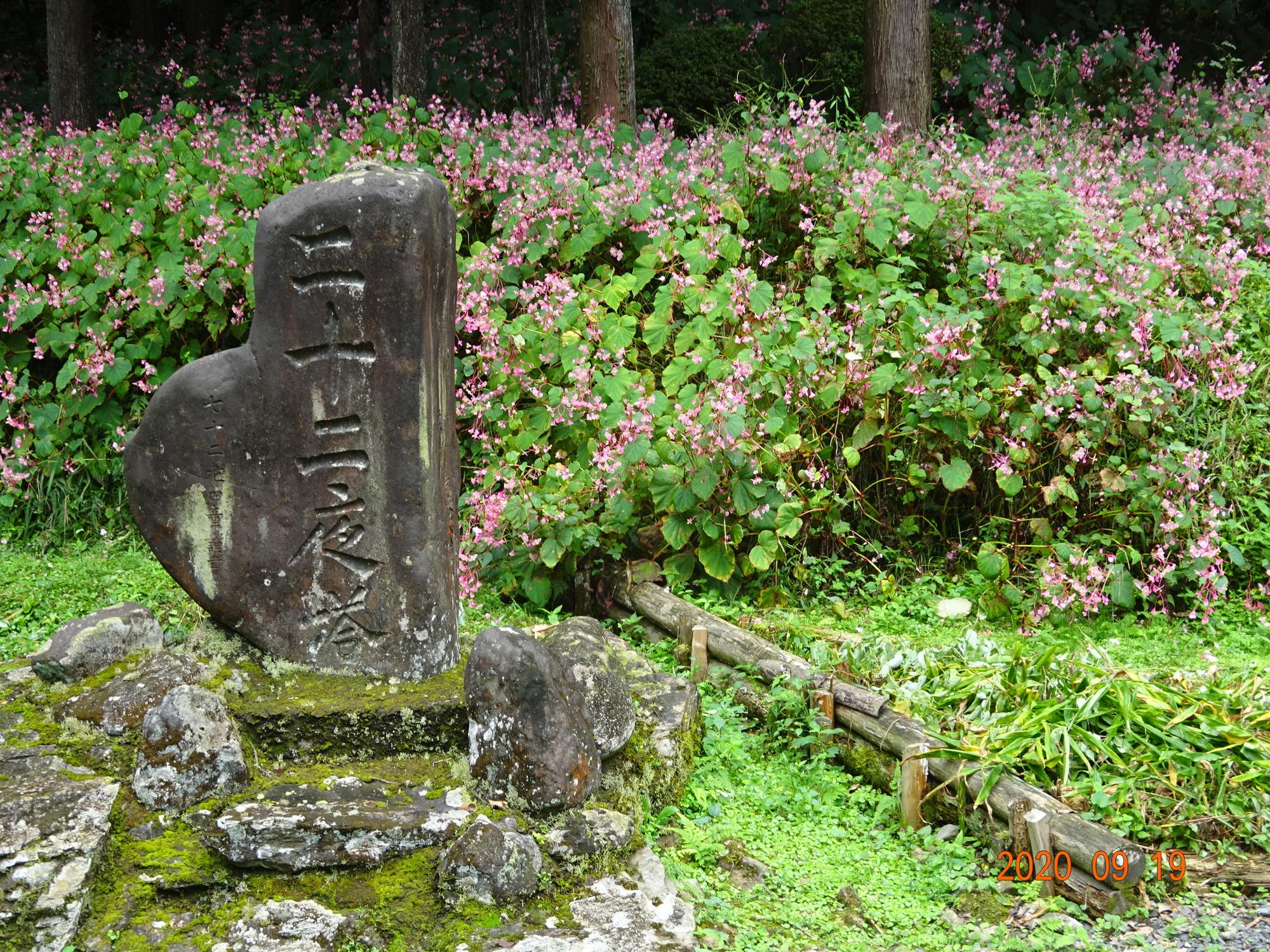 後方に綺麗に咲く秋海棠の花の前に建つ二十二夜塔の碑を撮影した写真