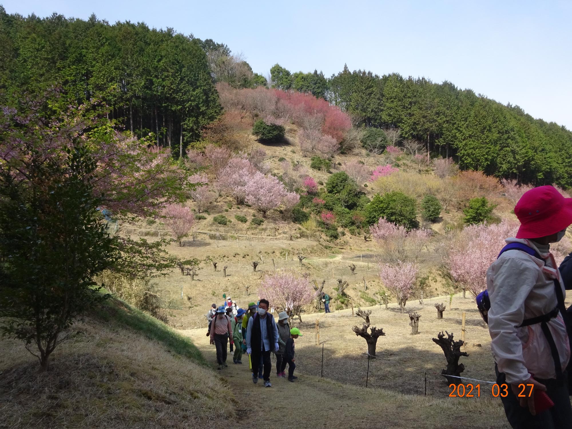 背後の山の緑の木々とその中央から下に桜の木が咲いているコースを巡る参加者の方々を撮影した写真