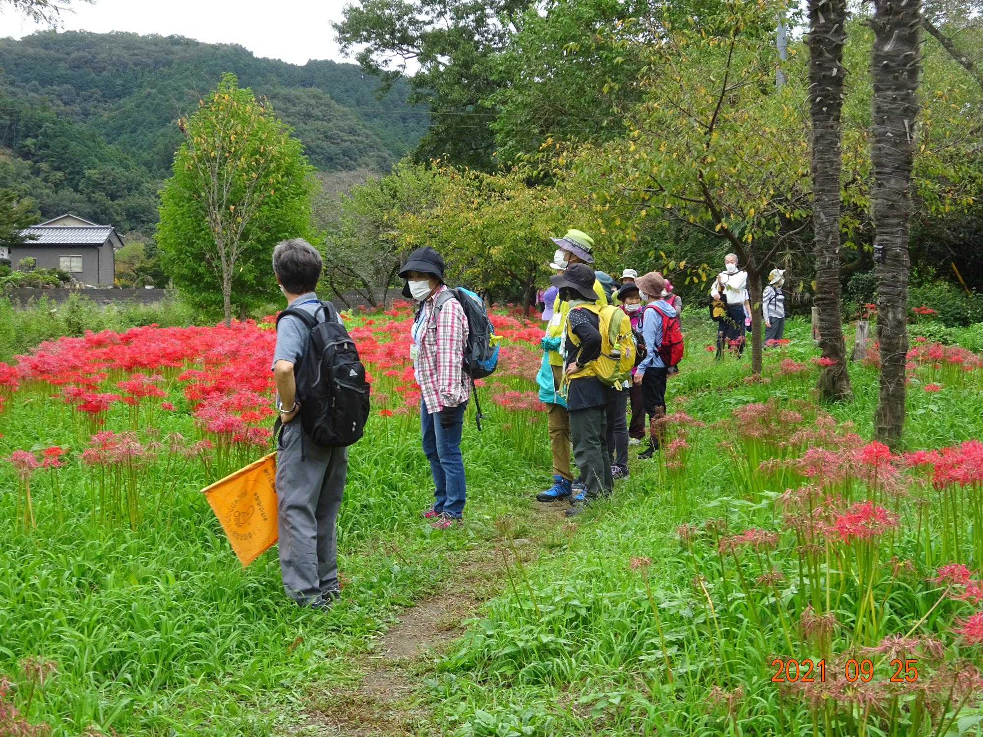 参加者たちがたくさん咲く鮮やかな赤色の曼殊沙華を見ながら小道を歩いている写真