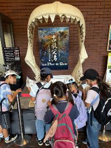 メガロドンのアゴ復元模型