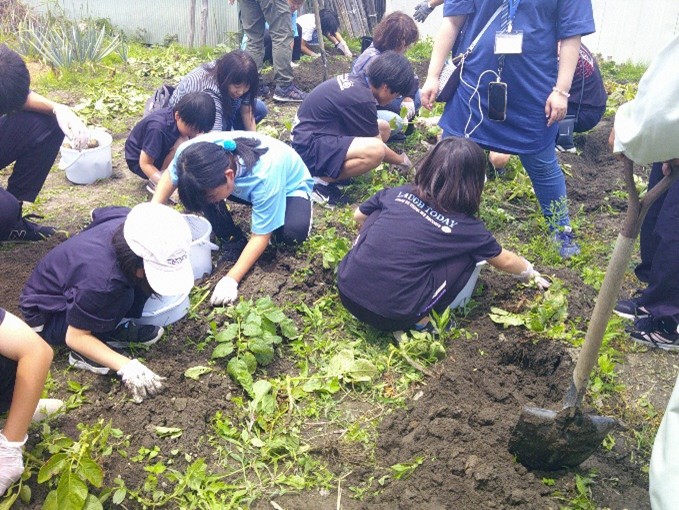 じゃがいも堀り